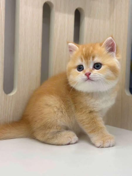 British Shorthair