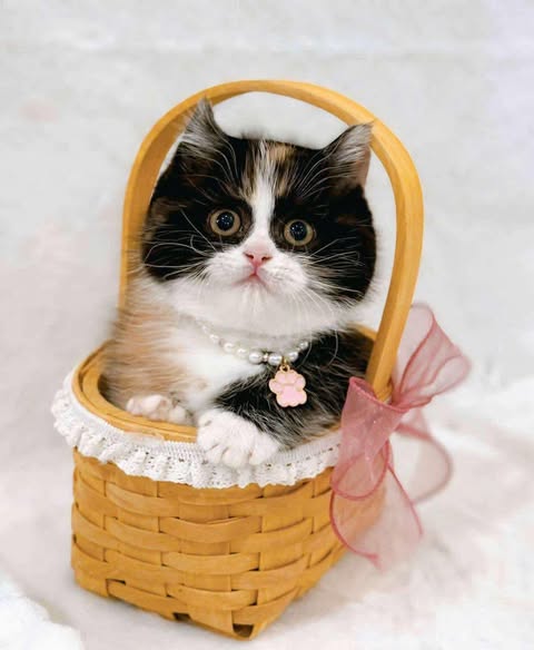 Munchkin