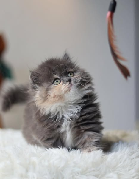 Munchkin Longhair