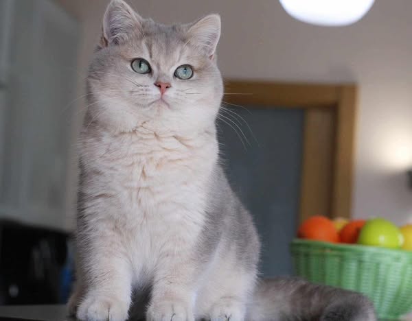British Shorthair