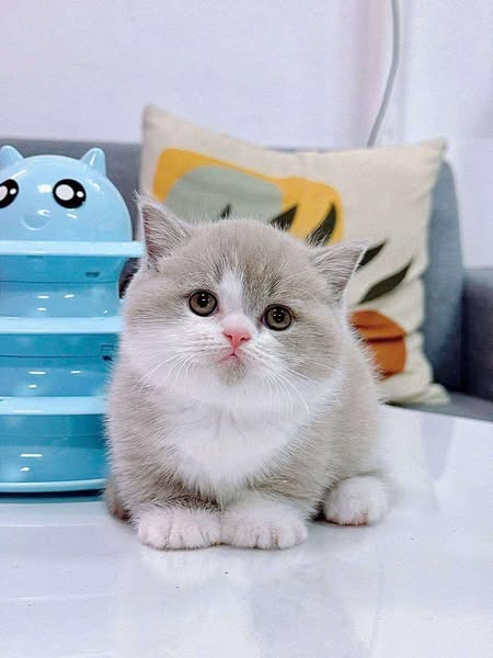 Munchkin