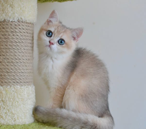 British Shorthair