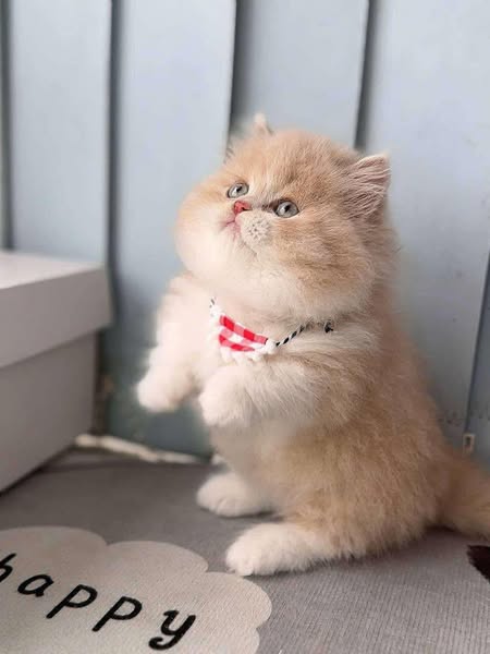 Munchkin Longhair