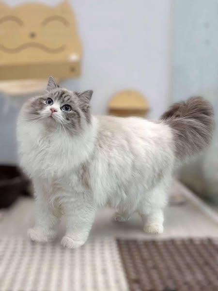 Ragdoll