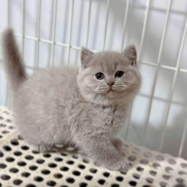 British Shorthair