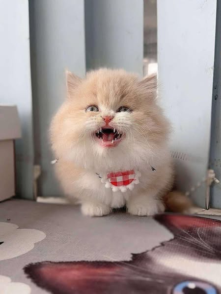 Munchkin Longhair