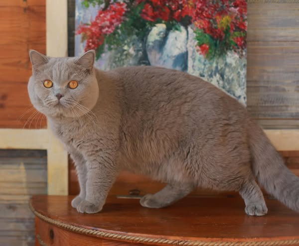 British Shorthair