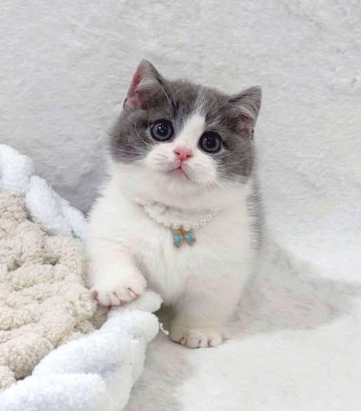 Munchkin