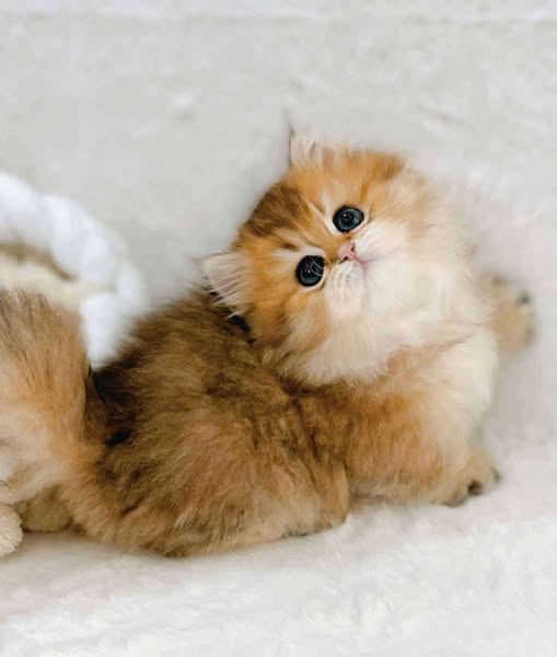 Munchkin Longhair
