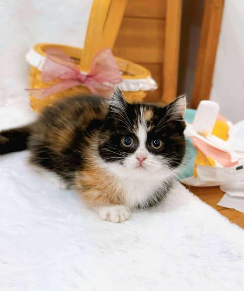 Munchkin