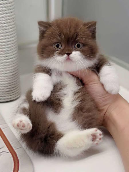 Munchkin