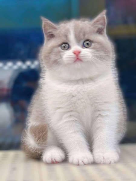 British Shorthair