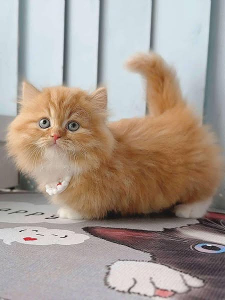 Munchkin Longhair
