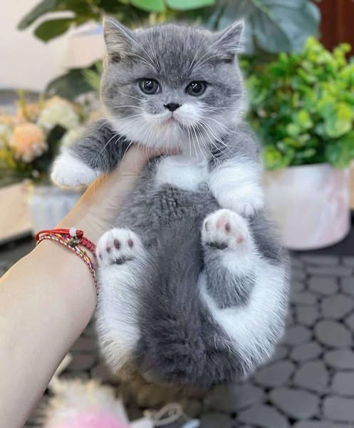 Munchkin