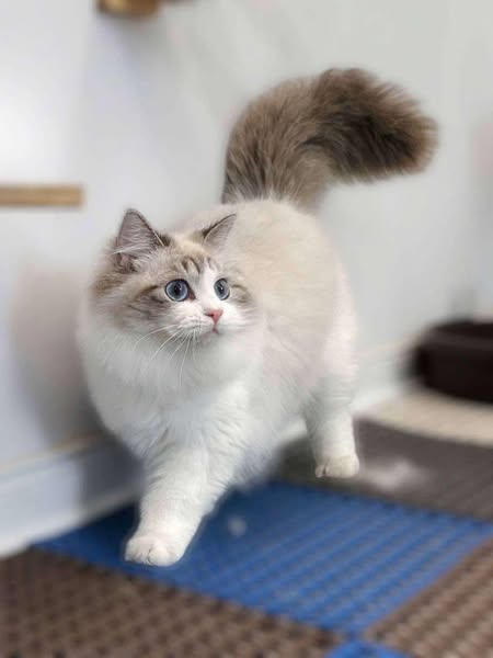 Ragdoll
