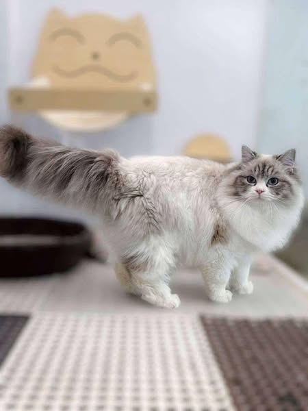 Ragdoll