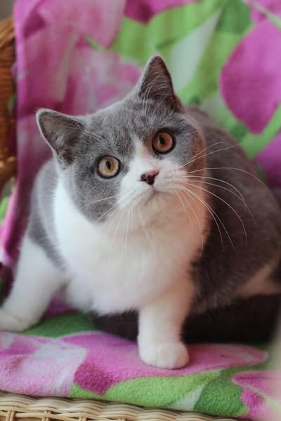 British Shorthair