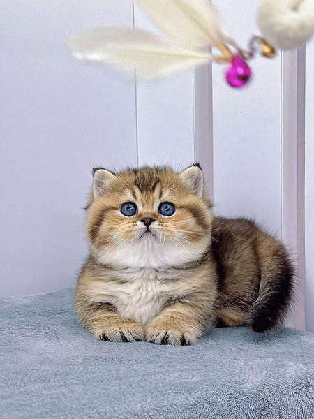 Munchkin