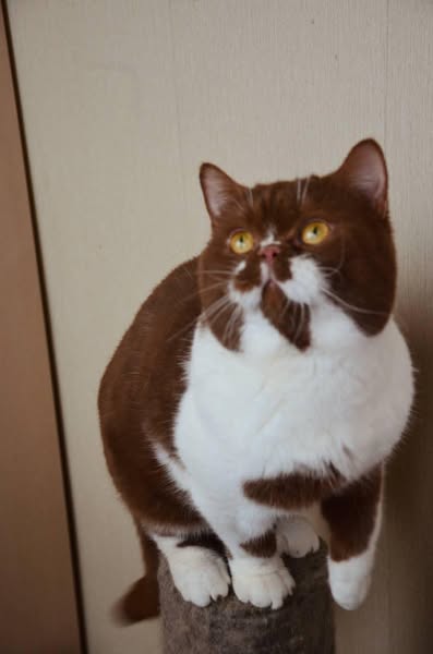 British Shorthair
