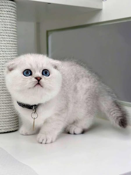 Scottish Fold