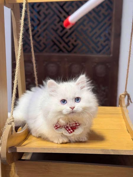 Munchkin Longhair