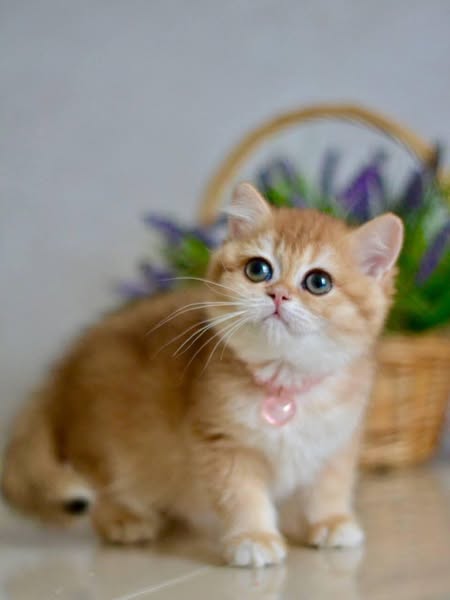 British Shorthair