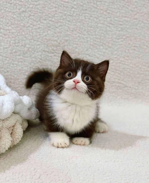 Munchkin
