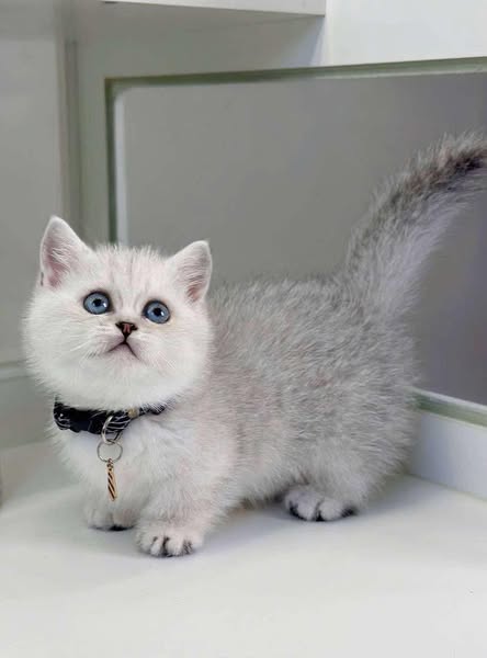 Munchkin