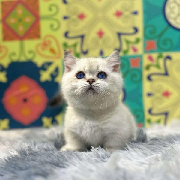 Munchkin
