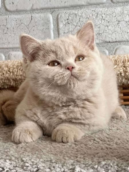 British Shorthair