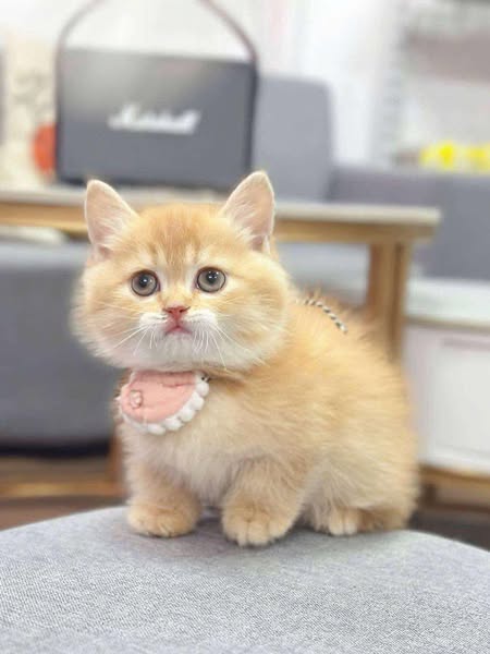 Munchkin