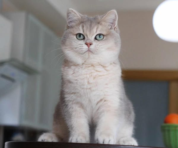 British Shorthair