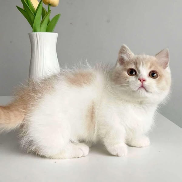 Munchkin
