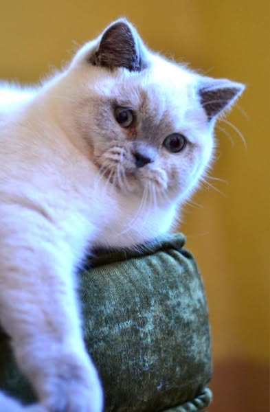 British Shorthair