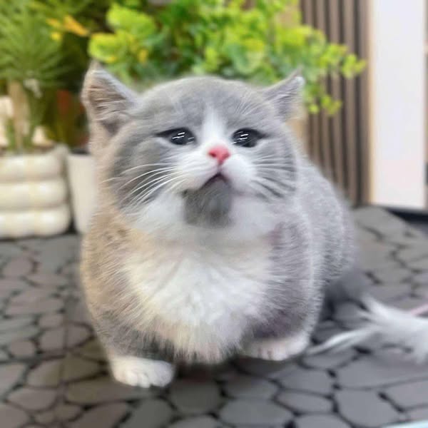Munchkin
