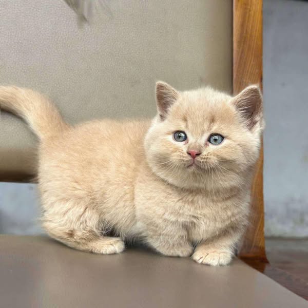 Munchkin