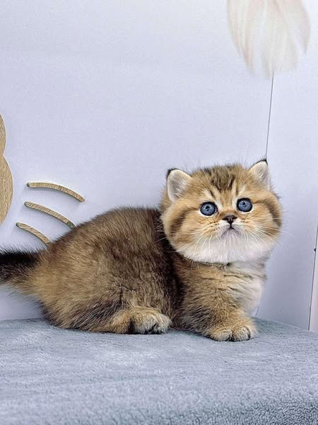 Munchkin