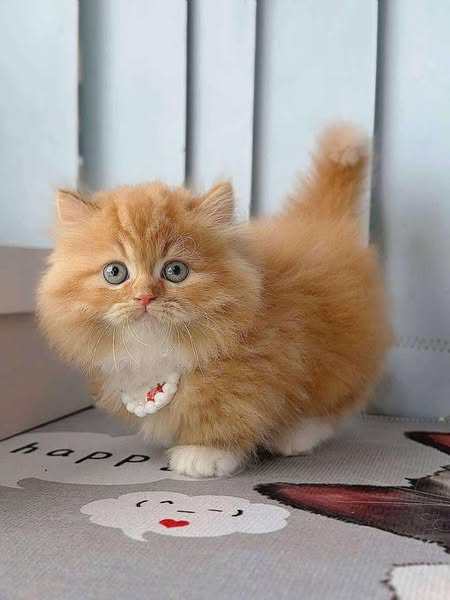 Munchkin Longhair