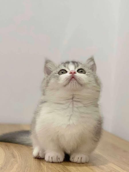 Munchkin