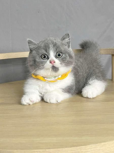 Munchkin