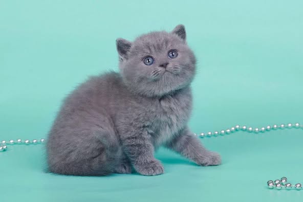 British Shorthair
