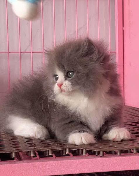 Munchkin Longhair