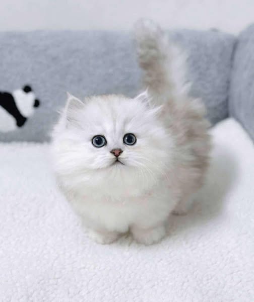 Munchkin Longhair