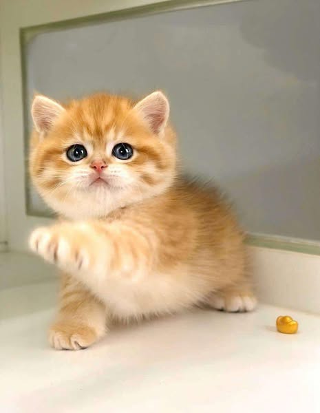 British Shorthair