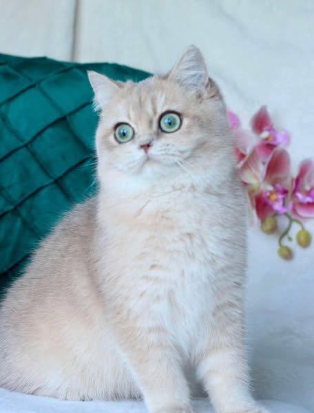 British Shorthair