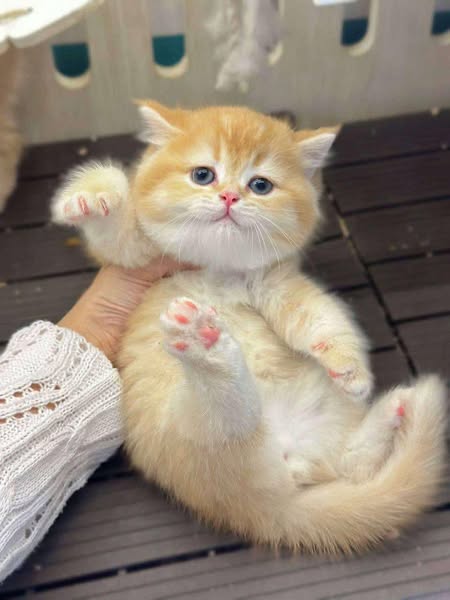 British Shorthair