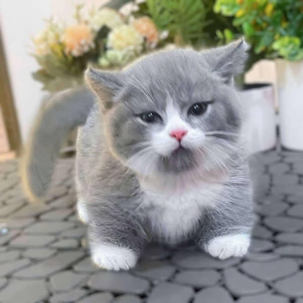 Munchkin