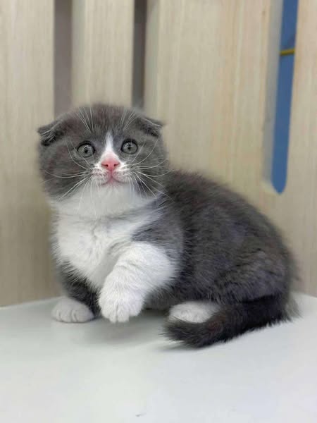 Munchkin Fold
