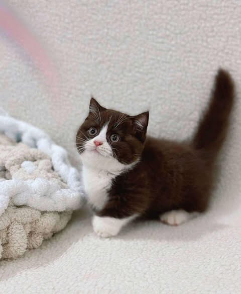 Munchkin