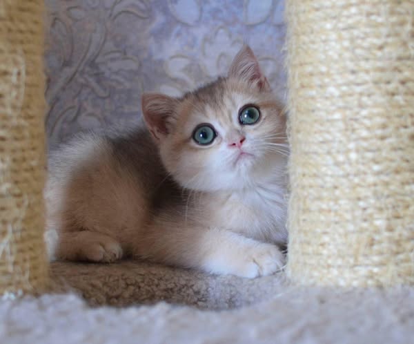 British Shorthair